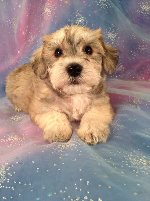 Male Schnoodle Puppy for sale #2  Born February 20th 2013| Easy location to drive to if you are located in Wisconsin or Illinois!